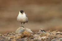 Chaluha mala - Stercorarius longicaudus - Long-tailed Skua7557